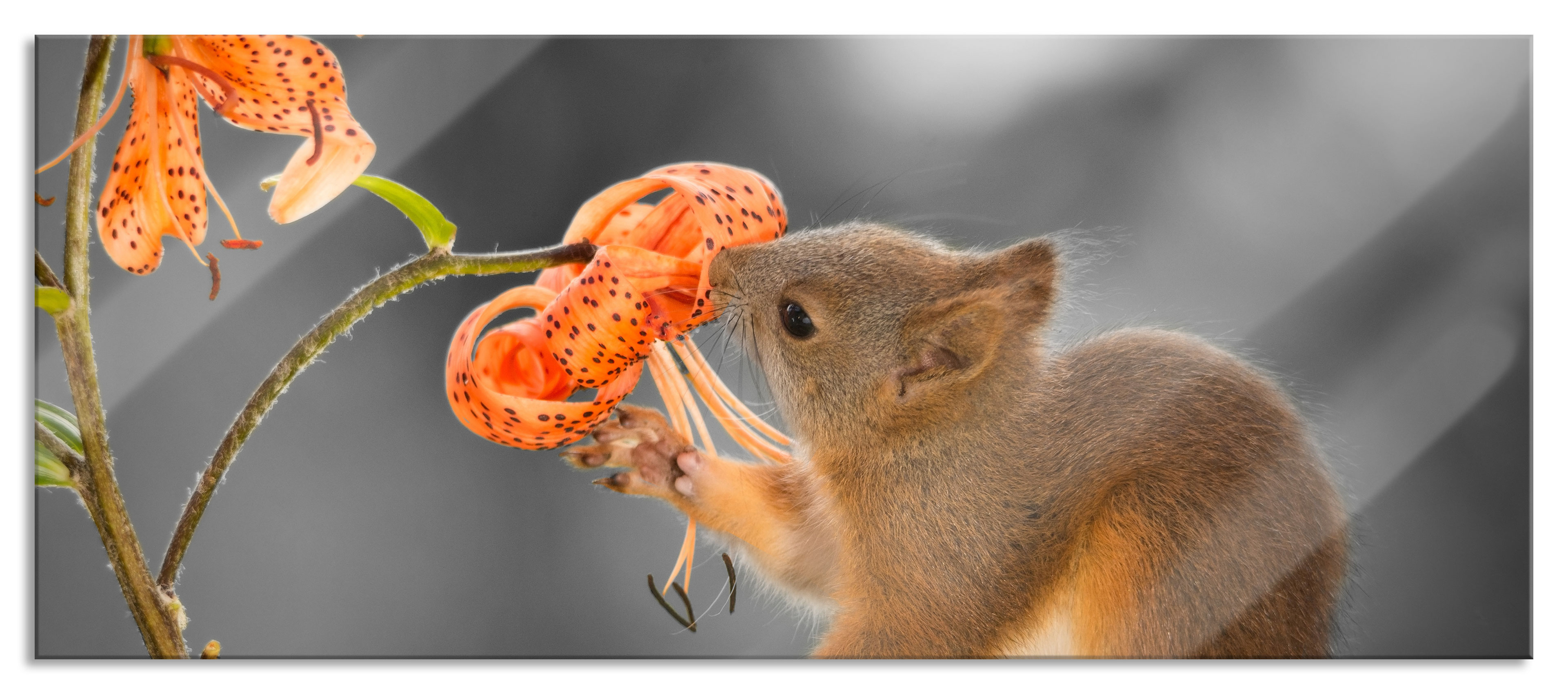 Eichhörnchen riecht an Glasbild, eBay inkl. einer Blume Panorama | Wandhalterung